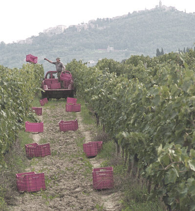 Mozart Vineyard Harvest
