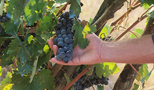 Wine Grapes Montalcino