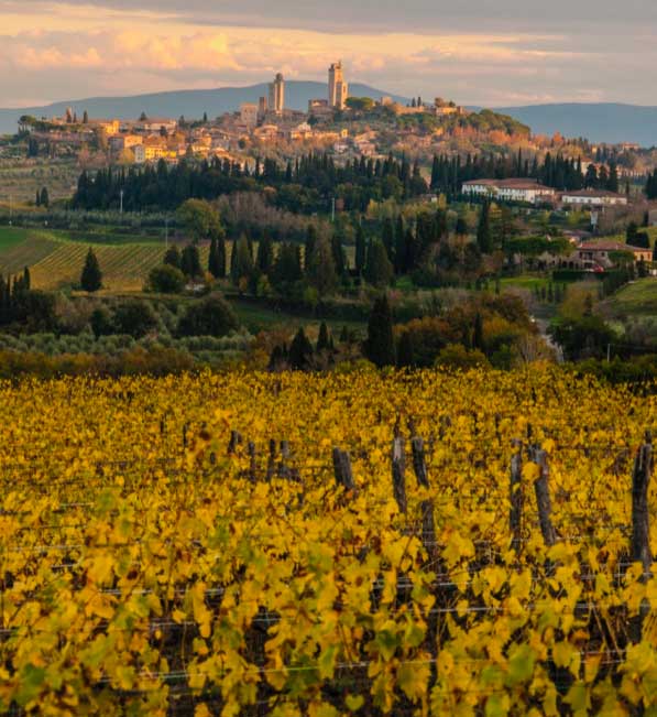 Vernaccia Vineyard